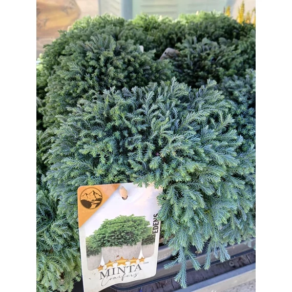 Chamaecyparis pisifera 'Minta' -  hamisciprus -CS13