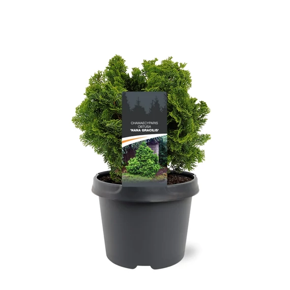 Chamaecyparis obtusa 'Nana Gracilis' - hinoki álciprus - CS19