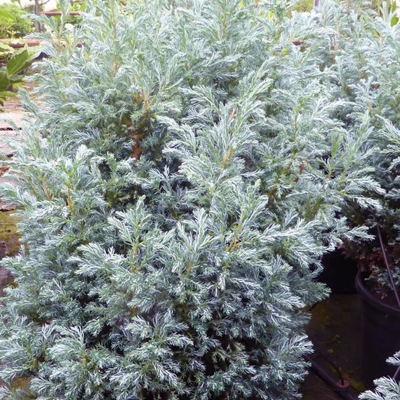 Chamaecyparis pisifera 'Baby Blue' - szavára hamisciprus - CS17