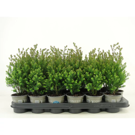Chamaecyparis thyoides 'Rubicon' - mocsári hamisciprus - CS9