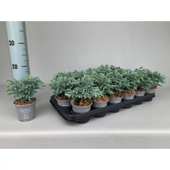 Chamaecyparis pisifera 'Sky Blue' - hamisciprus - CS9