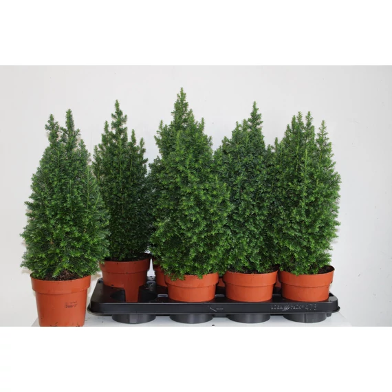 Chamaecyparis thyoides 'Top Point' - mocsári álciprus - CS13