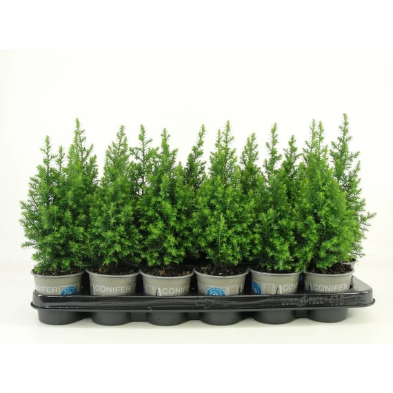 Chamaecyparis thyoides 'Top Point' - mocsári álciprus - CS9