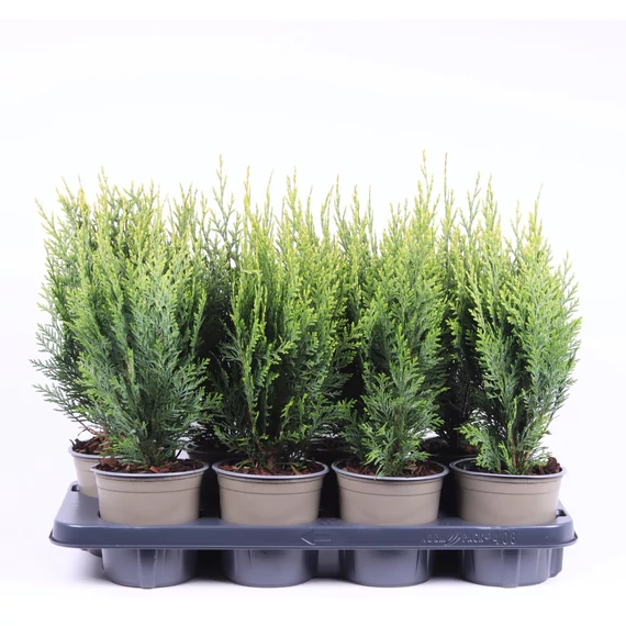 Chamaecyparis lawsoniana 'White Spot' - hamisciprus - CS13