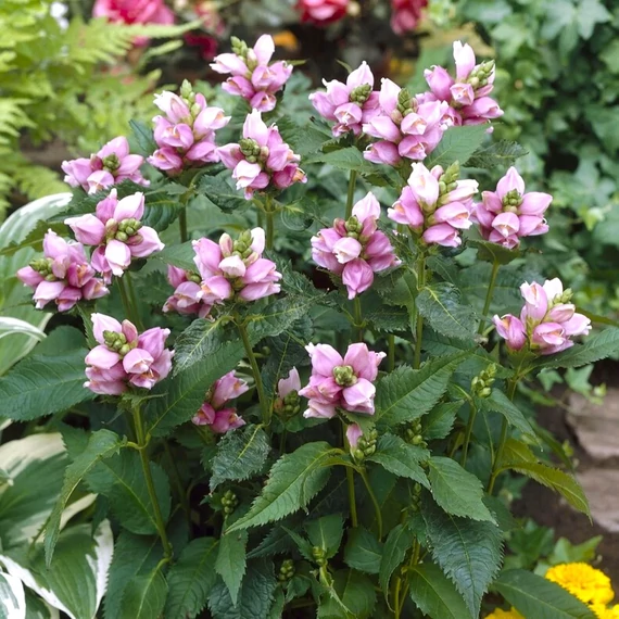 Chelone obliqua - csinos gerlefej - CS12