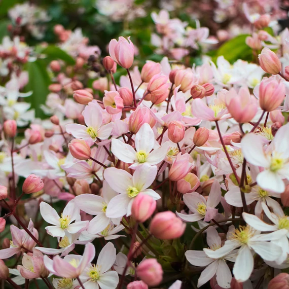 Clematis armandii 'Apple Blossom' - örökzöld iszalag - CS15