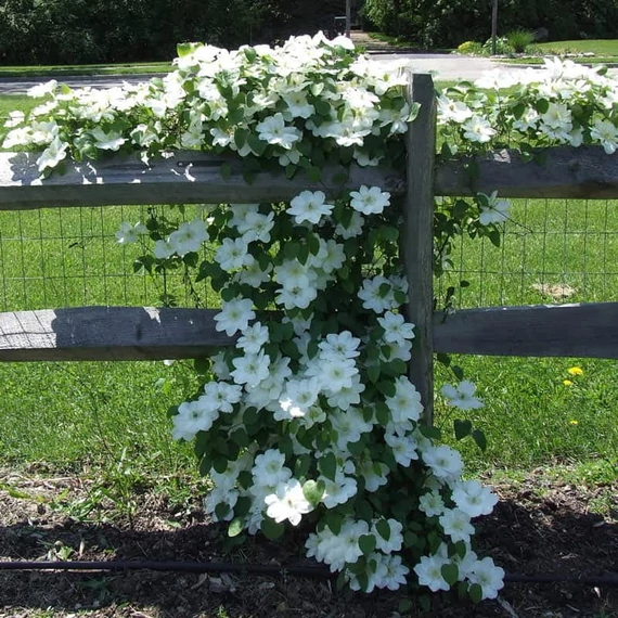 Clematis 'Guernsey Cream' - klematisz, iszalag - CS15