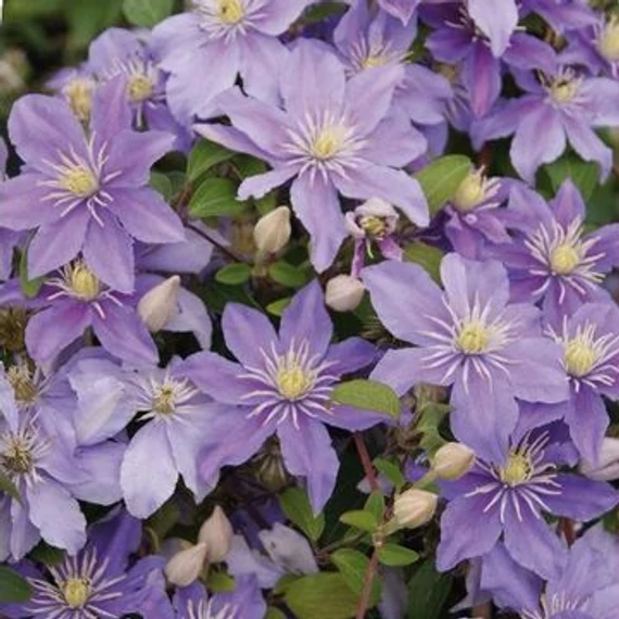 Clematis 'Justa' - klematisz, iszalag - CS12