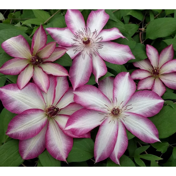 Clematis 'Picotee' - klematisz, iszalag - CS15