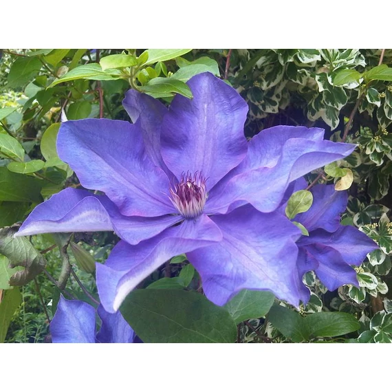 Clematis 'The President' - klematisz, iszalag - CS12