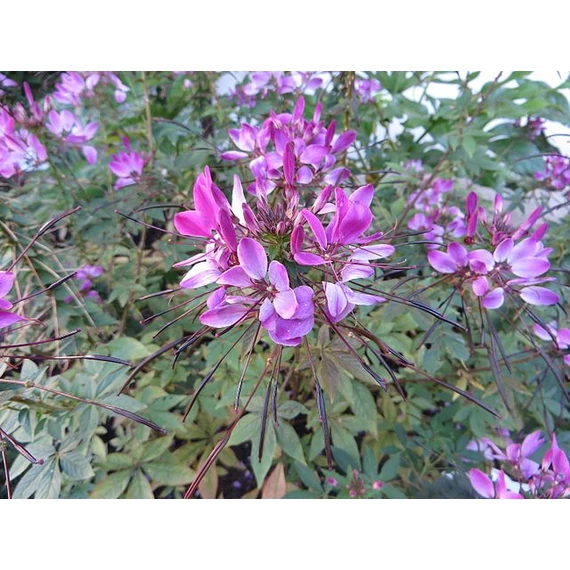Cleome hassleriana 'Kelly Rose' - Kleopátra tűje - CS14