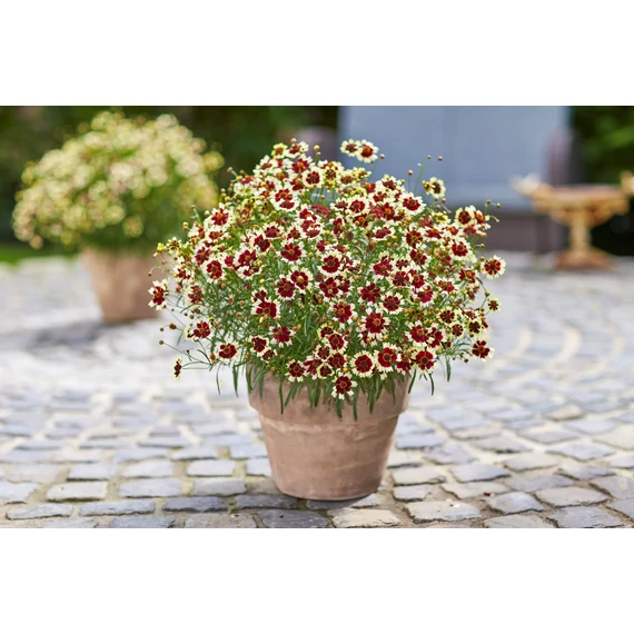 Coreopsis verticillata 'Burgundy&White' - menyecskeszem - CS11