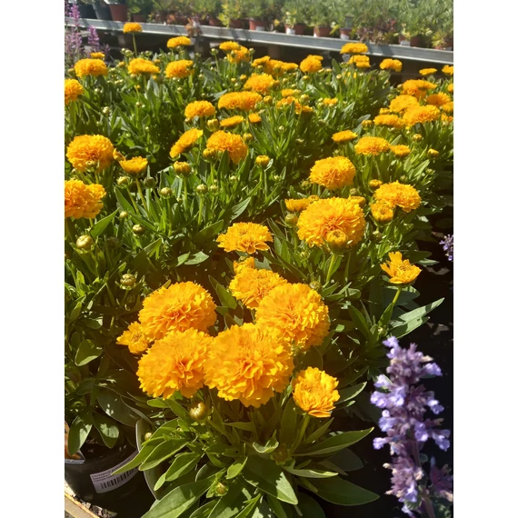 Coreopsis grandiflora Solanna™ Golden Sphere - menyecskeszem - CS12