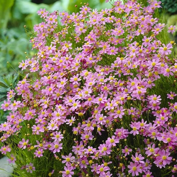 Coreopsis rosea 'American Dream' - menyecskeszem - CS11