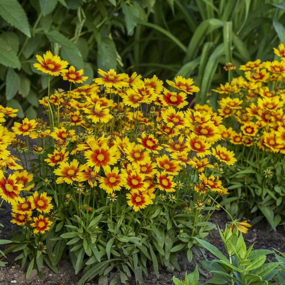 Coreopsis grandiflora UpTick™ Gold & Bronze - menyecskeszem - CS12
