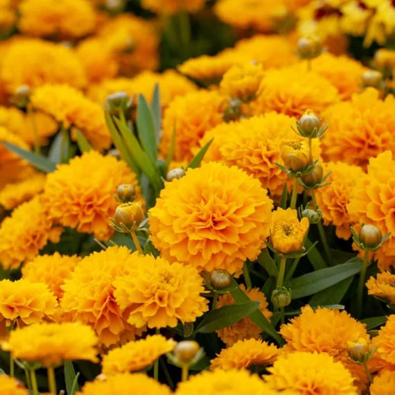 Coreopsis grandiflora Solanna™ Golden Sphere - menyecskeszem - CS12