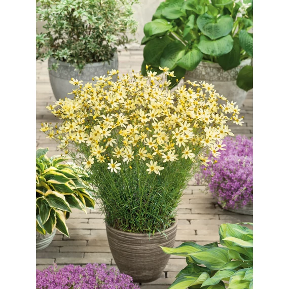 Coreopsis verticillata 'Moonbeam' - menyecskeszem - CS11