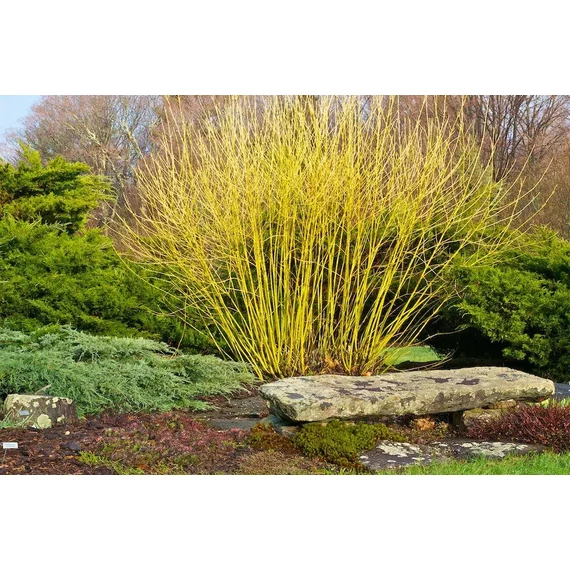 Cornus sericea 'Flaviramea' - selymes som - CS9