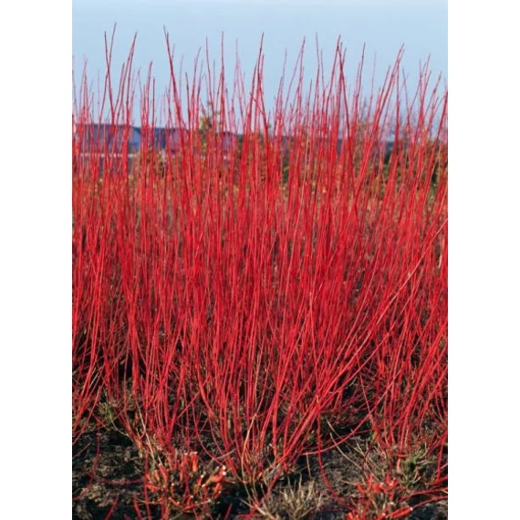Cornus alba 'Sibirica' - selymes som - CS9
