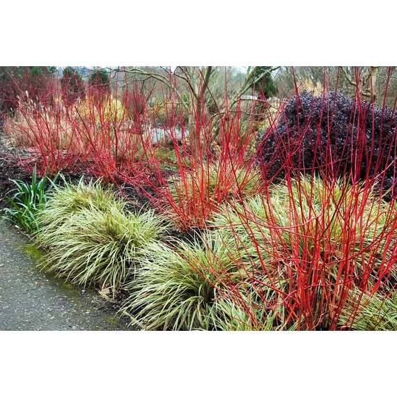Cornus alba 'Sibirica' - selymes som - CS9