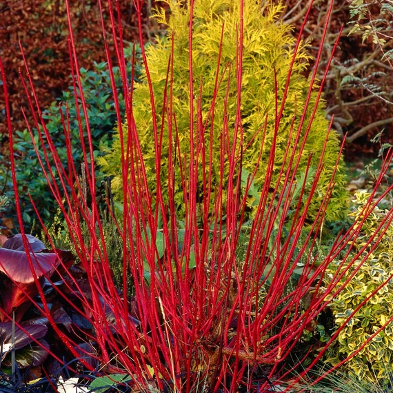 Cornus alba 'Sibirica' - selymes som - CS9