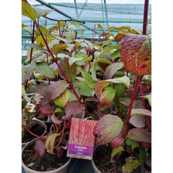 Cornus alba 'Sibirica' - selymes som - CS17