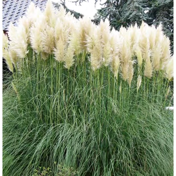 Cortaderia selloana 'Citaro' - pampafű fehér - CS14