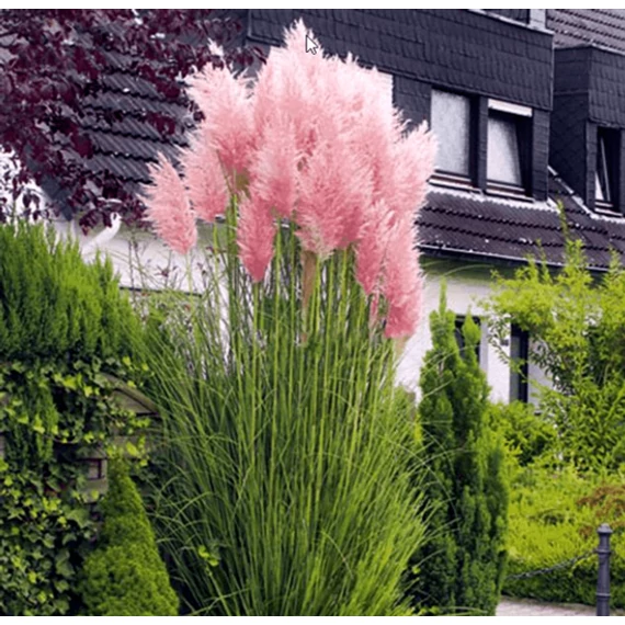 Cortaderia selloana 'Rosea' - pampafű rózsaszín - CS11