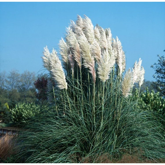 Cortaderia selloana 'White' - pampafű fehér - CS11