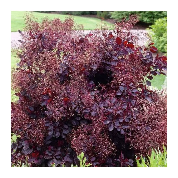 Cotinus coggygria 'Lilla' - törpe cserszömörce - CS15