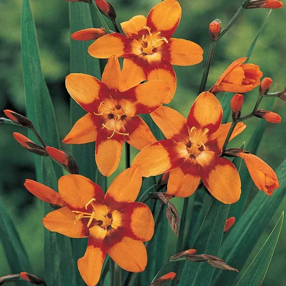Crocosmia 'Emily McKenzie'  - sáfrányfű - CS11