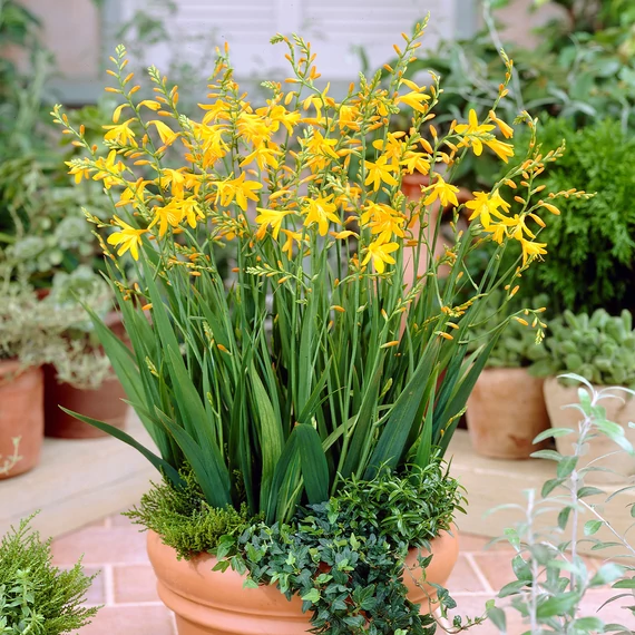 Crocosmia 'Geroge Davidson'- sáfrányfű - CS11