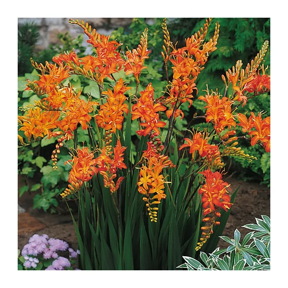 Crocosmia masoniorum - sáfrányfű - CS11