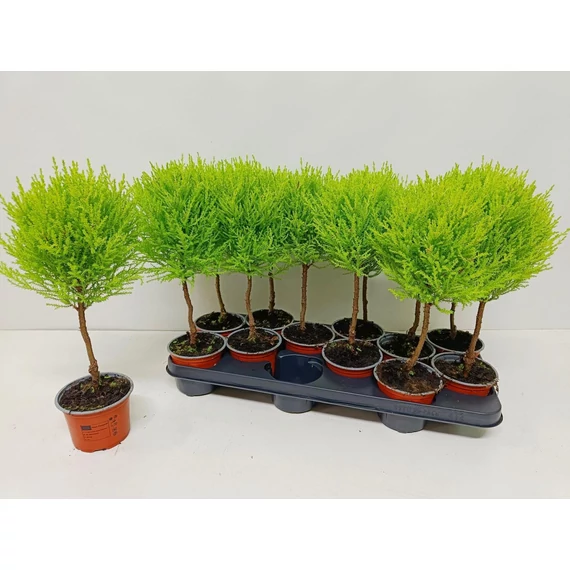 Cupressus macrocarpa 'Goldcrest' - ciprus - CS12