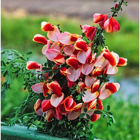 Cytisus 'Maria Burkwood'  - zanót - CS14