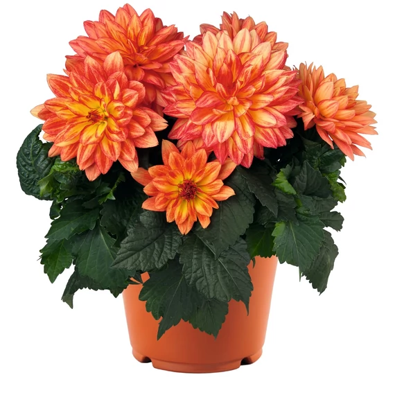 Dahlia hybrida 'XXL Tabasco' - dália - CS14