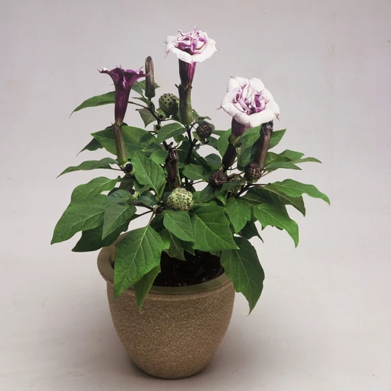 Datura metel 'Ballerina Purple' – metélmaszlag - CS12