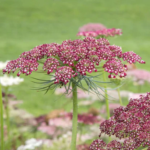 Daucus carota 'Dara'  - vadmurok - CS14