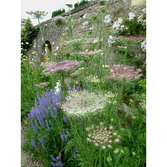 Daucus carota 'Dara'  - vadmurok - CS14