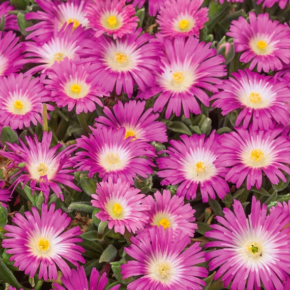 Delosperma cultivars 'Suntropics Pink Sun' – délvirág, kristályvirág - CS12