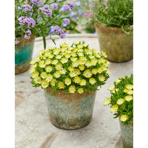 Delosperma cooperi 'Ice Cream Yellow' – délvirág, kristályvirág - CS12