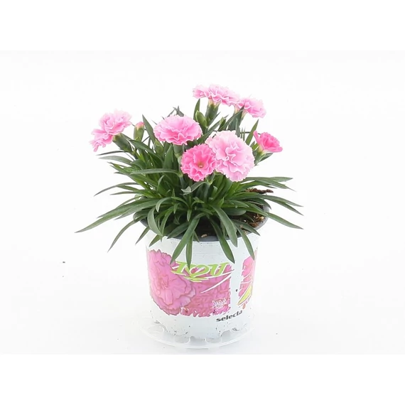 Dianthus 'I Love You' - szegfű - CS10,5