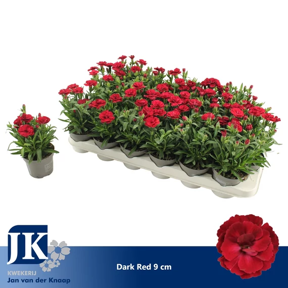 Dianthus 'Oscar Cherry' - szegfű - CS9