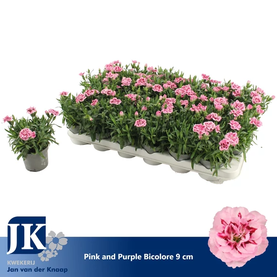 Dianthus 'Oscar Pink And Purple' - szegfű - CS9