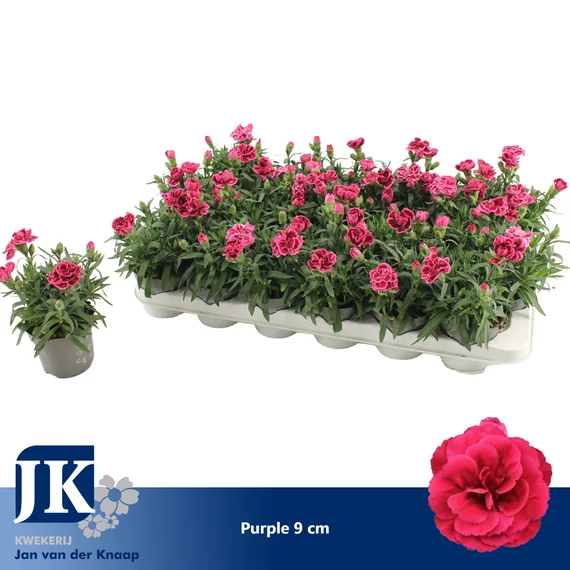 Dianthus 'Oscar Purple' - szegfű - CS9