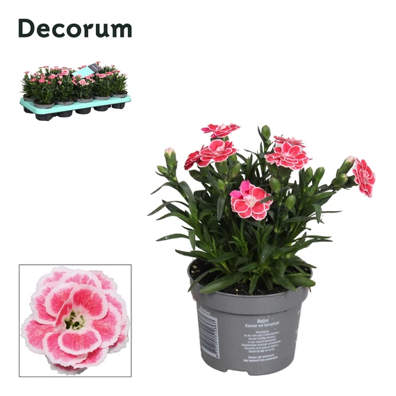 Dianthus 'Oscar White and Red'  - szegfű - CS9