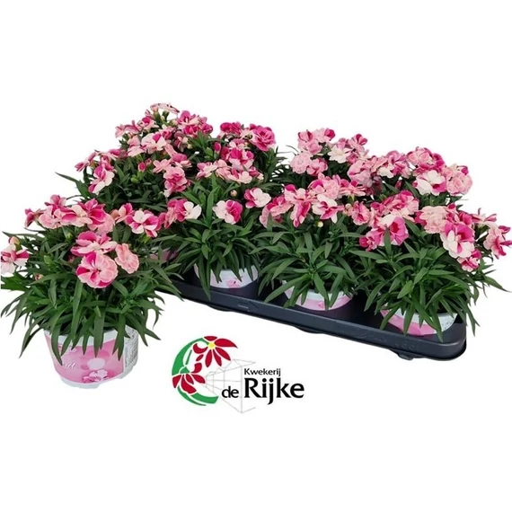Dianthus 'Sprint Pink & Proud' - szegfű - CS12