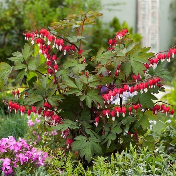 Dicentra spectabilis 'Valentine' - szívvirág - CS12