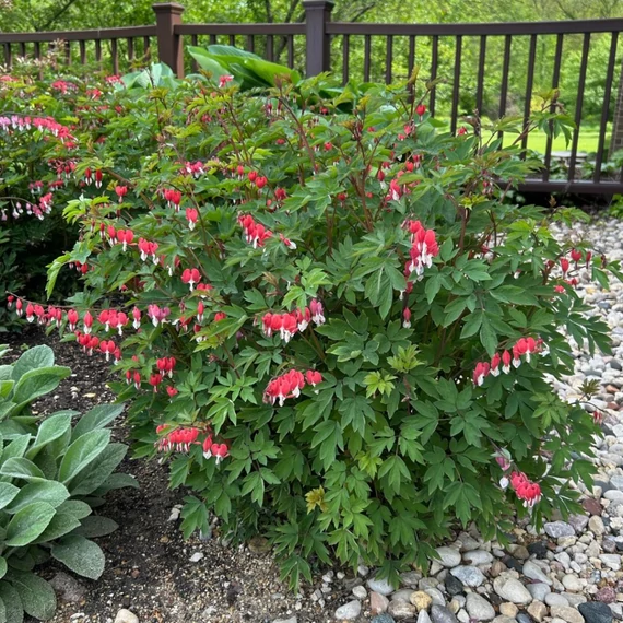 Dicentra spectabilis 'Valentine' - szívvirág - CS12