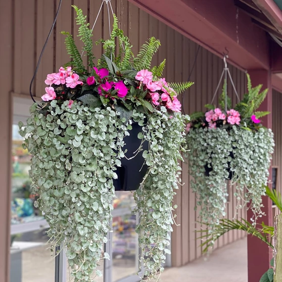 Dichondra 'Silver Falls - pázsitszulák - CS12